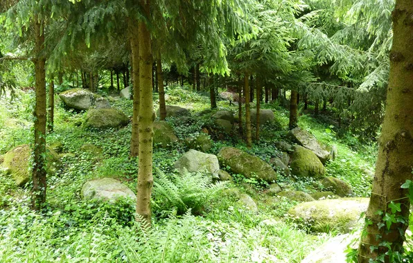 Greens, grass, trees, stones, France, garden, needles, Albert-Kahn Japanese gardens