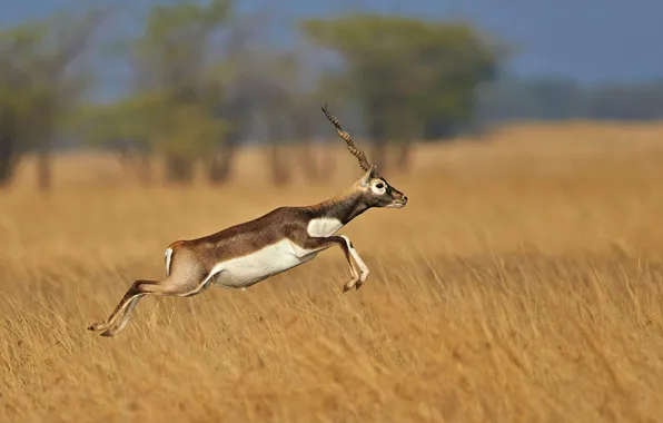 India, Gujarat, horned antelope, Blackbuck national park, Garnier, RENCASIA antelope