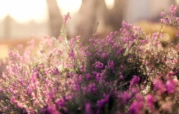 Summer, macro, flowers, glade, field