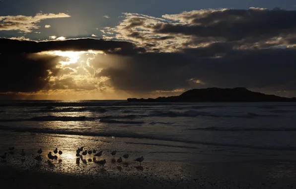 Sea, landscape, night, bird