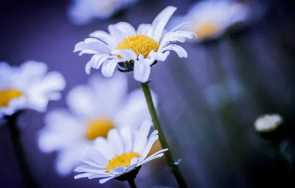 Picture macro, flowers, background, Chamomile