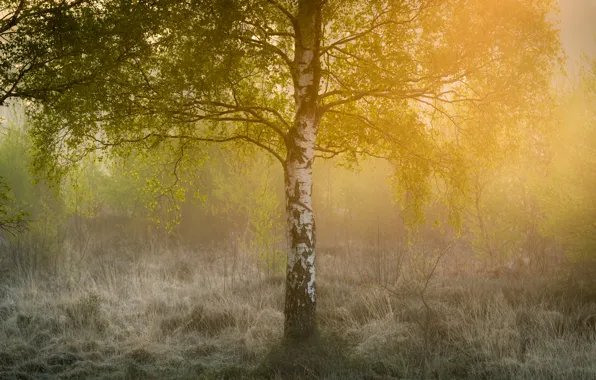 Grass, the sun, light, fog, tree, branch, glade, foliage
