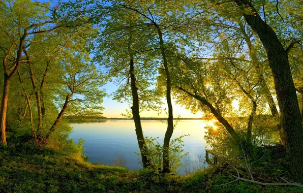 Water, the sun, light, branches, foliage, Trees