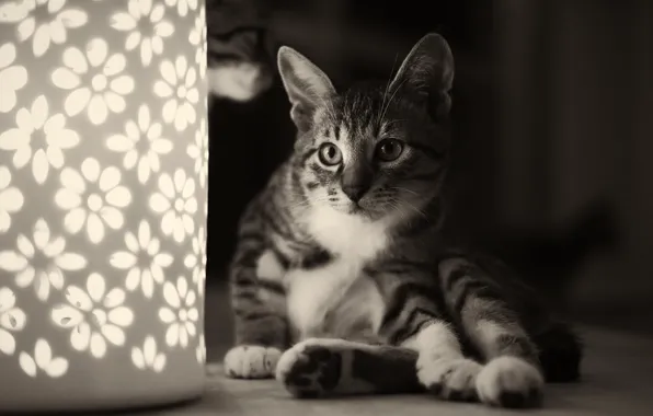 Picture cat, cat, lamp, black and white, flowers, night light, sitting, monochrome