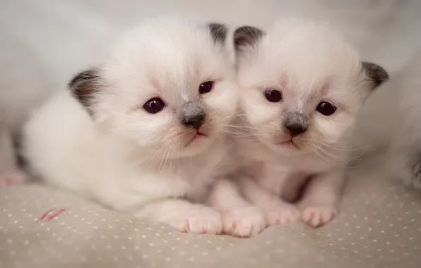 Look, cats, pose, comfort, kittens, bed, white, kids