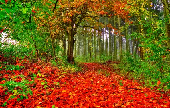 Autumn, forest, leaves, trees