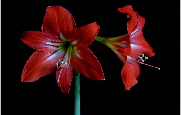 Macro, flowers, plants