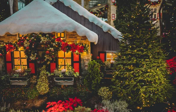 Picture roof, light, snow, night, lights, holiday, plant, new year