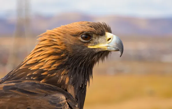 Eyes, bird, eagle, feathers, beak