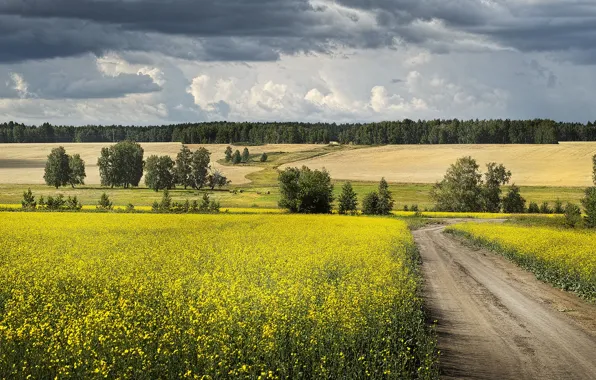Picture road, field, forest, the sky