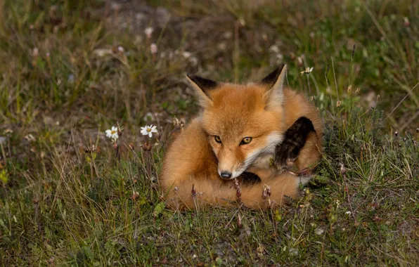 Grass, look, nature, pose, glade, baby, Fox, lies