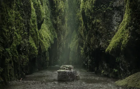 Picture nature, river, rocks, mushrooms, moss, stump, gorge