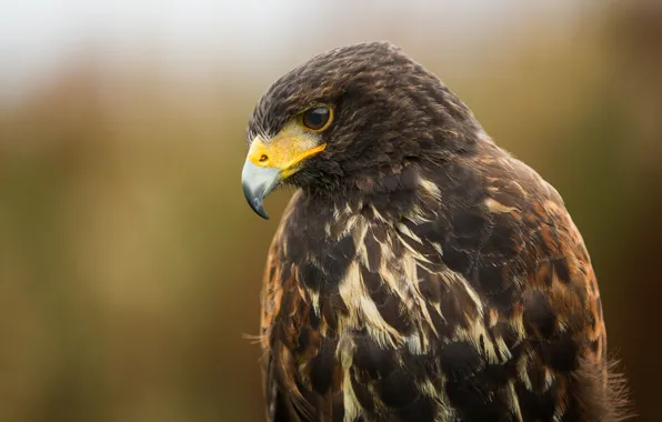Look, background, bird, portrait, predator, color, Falcon, brown