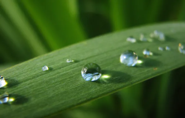 Picture water, drops, sheet, green, Rosa