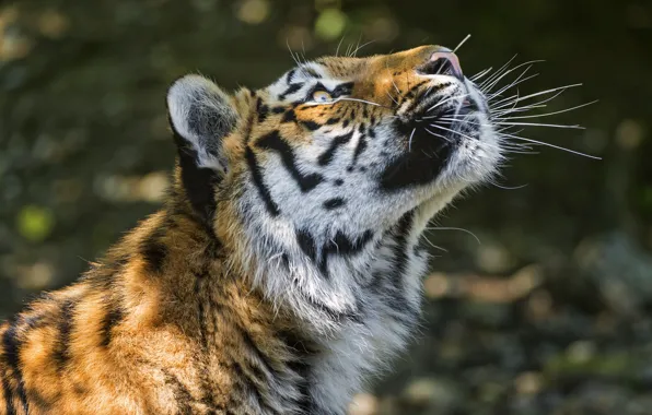 Cat, face, tiger, shadow, profile, Amur, ©Tambako The Jaguar