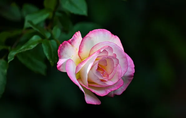 Picture leaves, flowers, the dark background, roses, pink