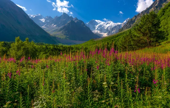 Greens, forest, summer, the sky, clouds, flowers, mountains, blue