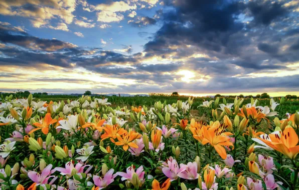 Field, the sky, clouds, flowers, Lily, a lot