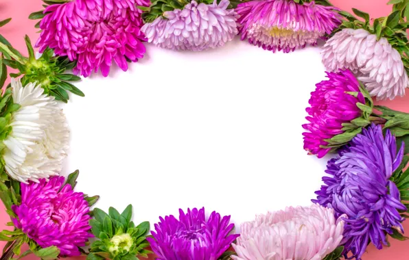 Summer, flowers, paper, asters