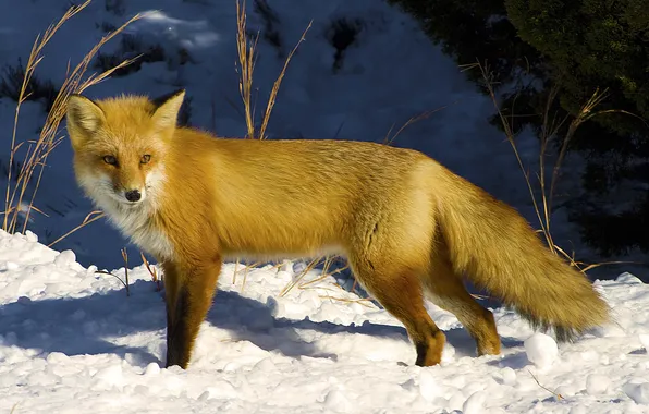 Look, snow, sunlight, or the red Fox (Vulpes vulpes), Common