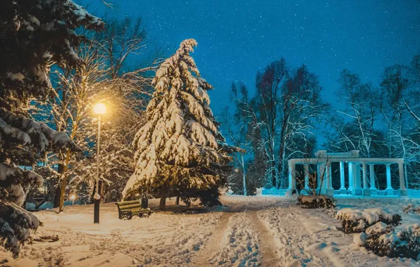 Picture winter, snow, trees, landscape, nature, Park, the evening, lighting