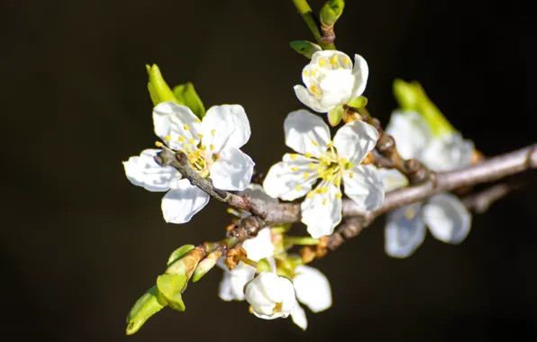 Flowers, branch, stem, buds, bokeh, white flower