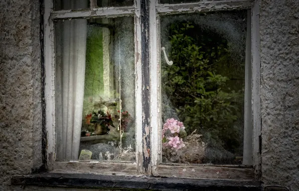 Flowers, home, window