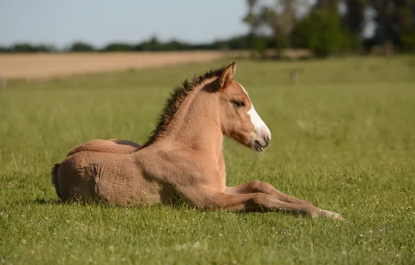 Picture field, horse, horse, foal