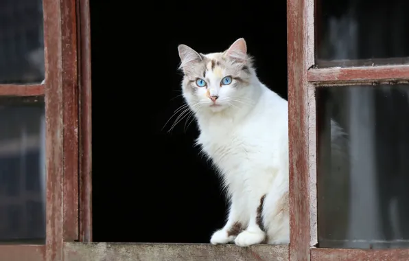 Cat, look, window, blue eyes