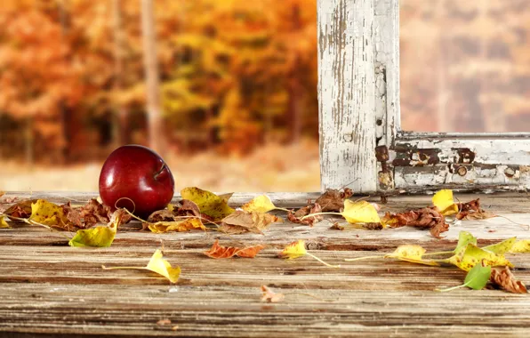 Autumn, forest, leaves, apples, frame