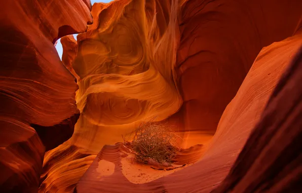 Nature, rocks, plant, canyon