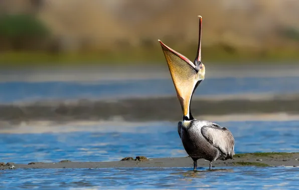 Picture nature, bird, Pelican