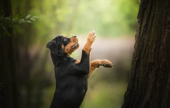 Tree, dog, paws, puppy, stand, bokeh, Rottweiler
