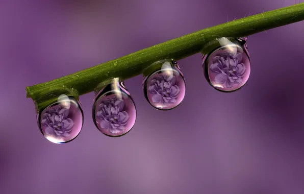 Drops, macro, flowers, Rosa, reflection, stem, purple background