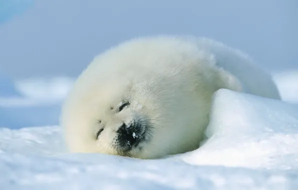 Winter, seal, fur, cub