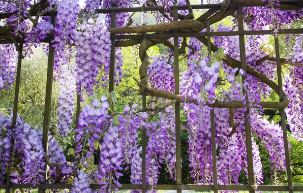 Flowers, Park, garden, support, flowering, lilac, vines, Wisteria