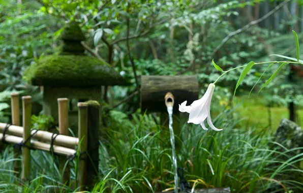 Picture flower, trees, the fence, Lily, Japan, garden, spring