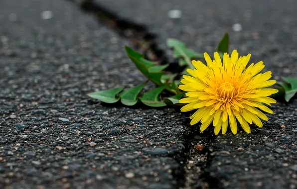 Asphalt, macro, dandelion, crack