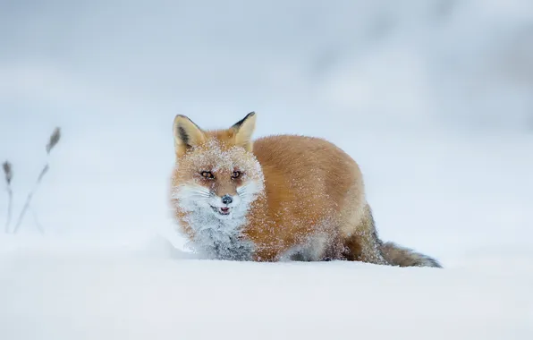 Winter, snow, nature, Fox