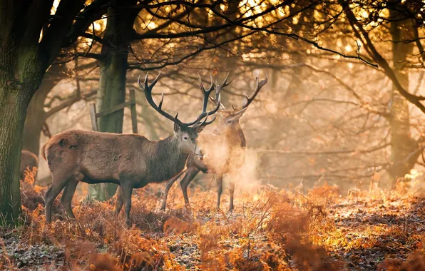 Autumn, forest, the sun, light, horns, deer
