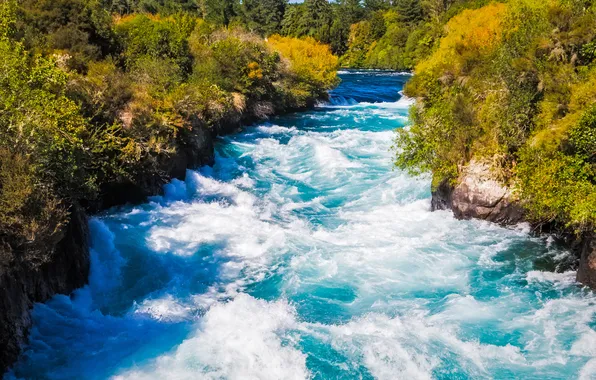 Trees, nature, river, stream
