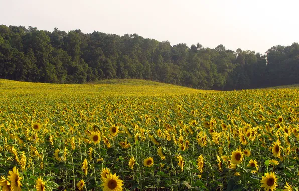 Picture field, forest, trees, flowers, nature, sunflower, sunflower