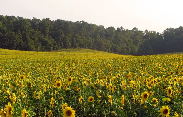 Field, forest, trees, flowers, nature, sunflower, sunflower