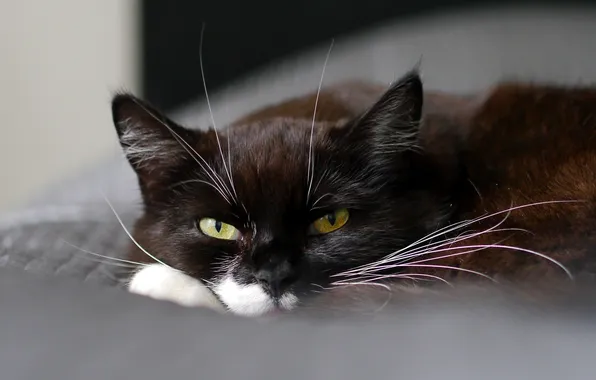 Cat, mustache, animal, lies, color, green eyes