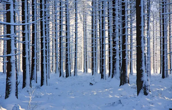 Picture winter, forest, snow, trees, Belgium