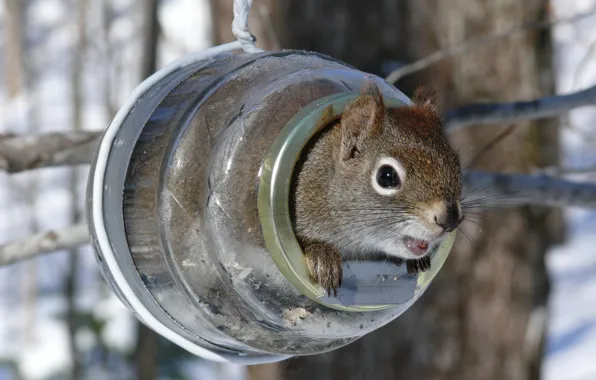 Picture winter, protein, feeder