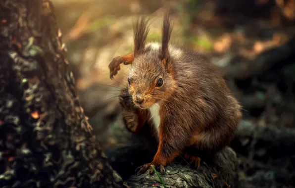 Tree, protein, fur