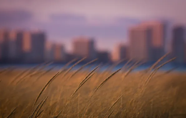 Picture grass, the city, focus, bokeh, rozmyte