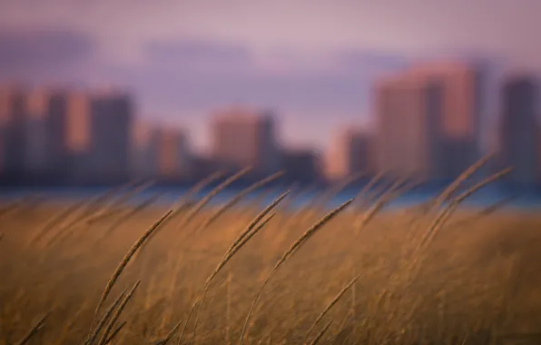 Grass, the city, focus, bokeh, rozmyte