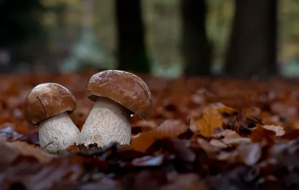 Picture autumn, nature, mushrooms